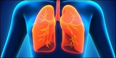 How many lungs does a human being have?