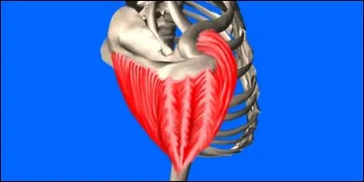 Where is the deltoid muscle located ?