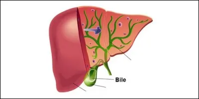 What is the organ that secretes bile?