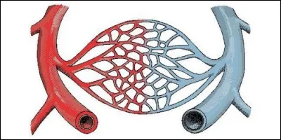 What are the finest blood vessels called?