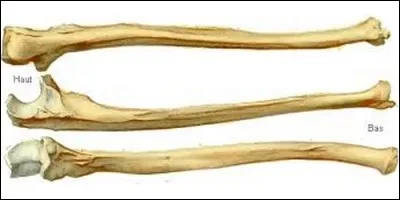 Which bone is inseparable from the radius ?