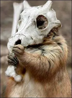 Which Pokemon do you recognize in this picture ?