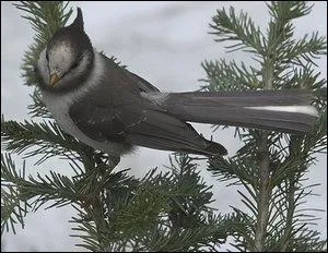 Which Pokemon do you recognize in this picture?