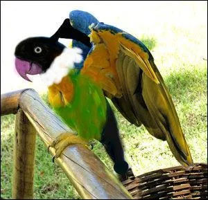 Which Pokemon do you recognize in this picture?