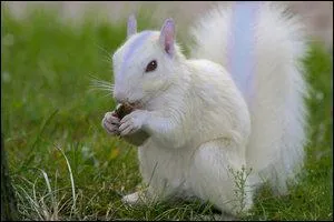 Which Pokemon do you recognize in this picture ?