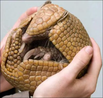 Which Pokemon do you recognize in this picture?