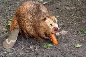 Which Pokemon do you recognize in this picture ?