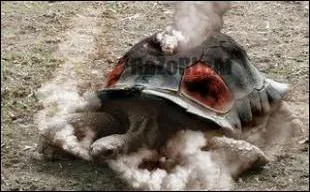 Which Pokemon do you recognize in this picture?