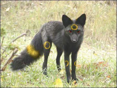 Which Pokemon do you recognize in this picture ?