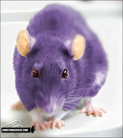 Which Pokemon do you recognize in this picture?