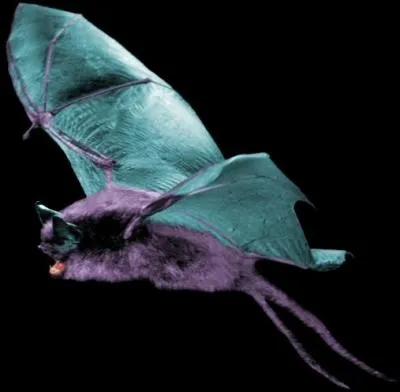 Which Pokemon do you recognize in this picture?