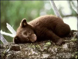 Which Pokemon do we recognize on this picture ?