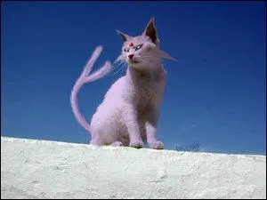 Which Pokemon do you recognize in this picture?