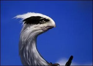 Which Pokemon do you recognize in this picture ?