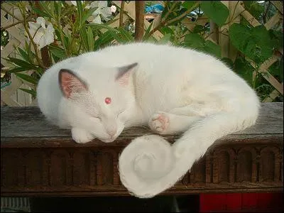 Which Pokemon do you recognize in this picture?