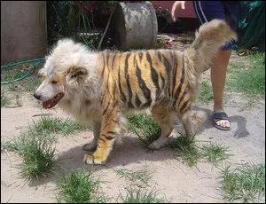 Which Pokemon do you recognize in this picture ?