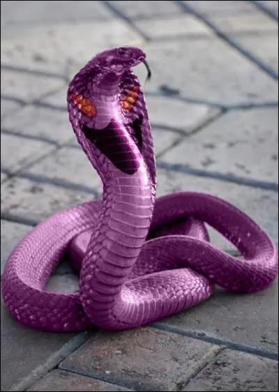 Which Pokemon do you recognize in this picture?