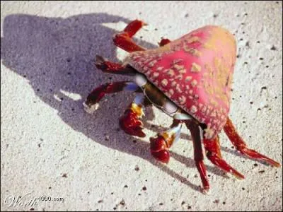 Which Pokemon do we recognize on this picture ?