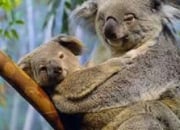 Quiz Australian Animals