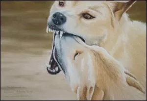 A mother dingo regurgitates food for her puppies...