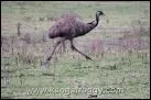How fast can an emu run?