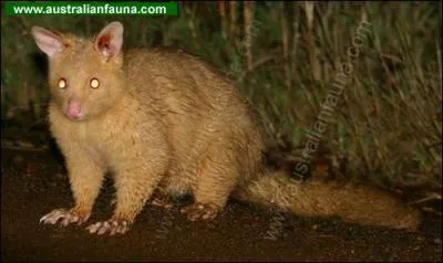 What is this Australian animal?
