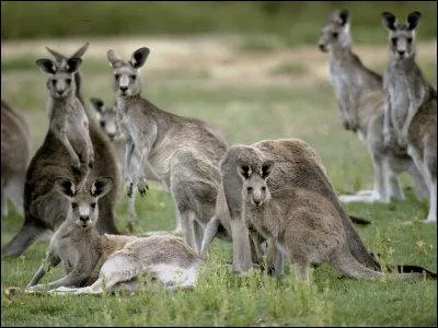 What is a group of kangaroos called?