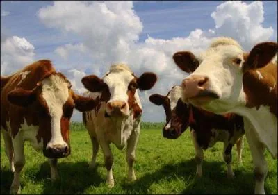 When you domesticate an animal you