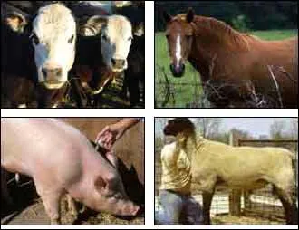 Livestock is