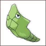 What is Chrysacier's evolution?