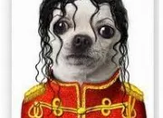 Quiz Nos animaux de compagnie déguisés en rock stars