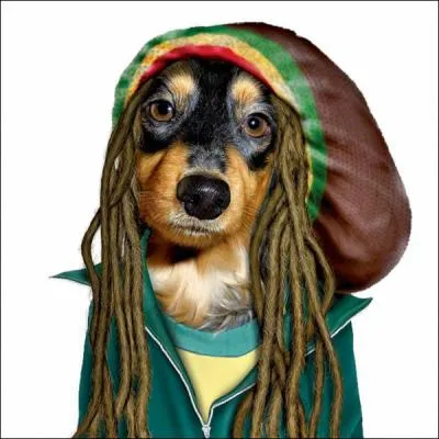 He is the master of reggae :