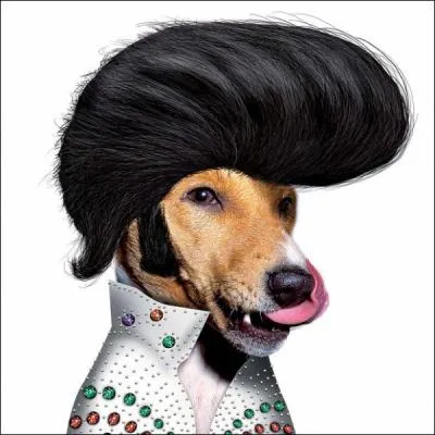 This is the 'King' :