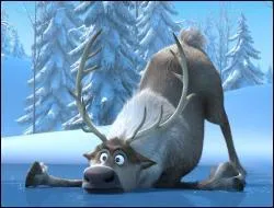 To which animal species does it belong?