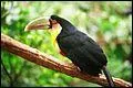 The name of this toucan is :