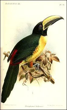 Do you know the name of this bird?