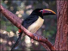 Is this a male or a female Green Aracari?