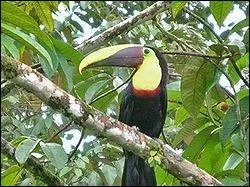Like other toucans, the Chestnut-mandibled is brightly marked and has a large bill. Weight ranges from :