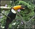 The Toco toucan. Which is true?