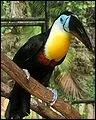 Channel-billed Toucan is also call