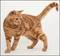 Which of the following is (or was) not blind?