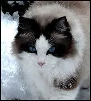 Papillon is the Clan's warrior ...