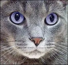 Who was the first known warrior of the Thunder Clan?