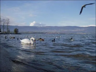 Switzerland is dotted with numerous natural lakes. The best known is Lake Leman, which straddles both Switzerland and France. Which of the following lakes is entirely within Swiss territory?