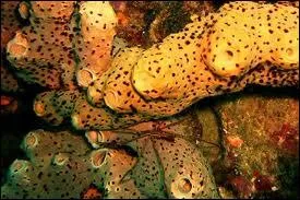 He lives in a pineapple!