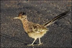 He runs faster than Vil Coyote!