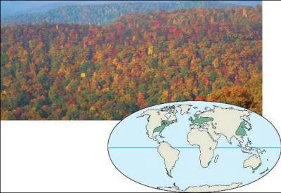 Which of the following is NOT a true statement about temperate broadleaf forests?