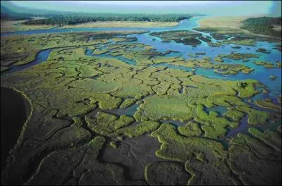 Which one of the following could be described as an aquatic biome with both some fresh water and saltwater where rivers flow into seas?