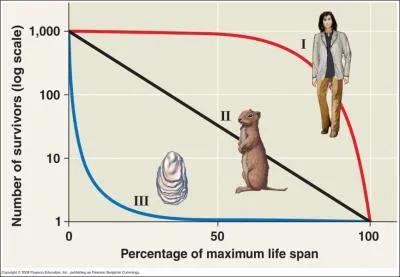 Which curve represents a population that would produce fewer offspring with a higher offspring survival rate?
