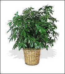 Which girl likes to look after her green plants?